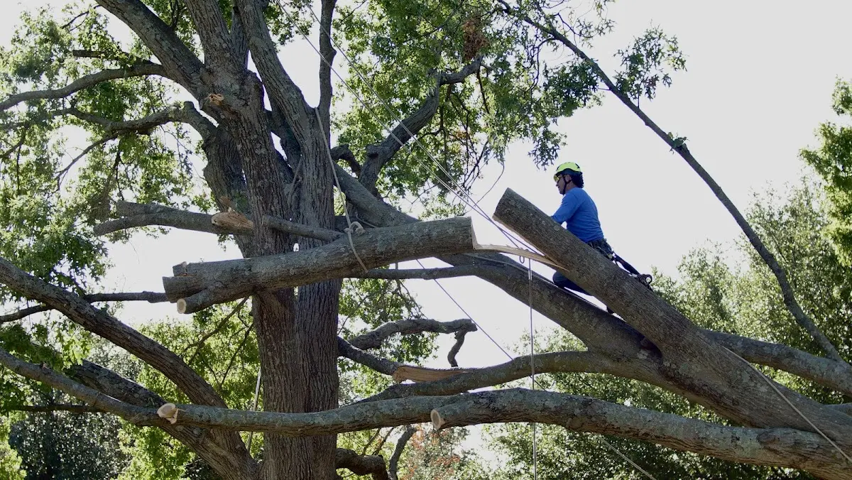 Professional Crown Thinning performed by certified arborists in Grapevine